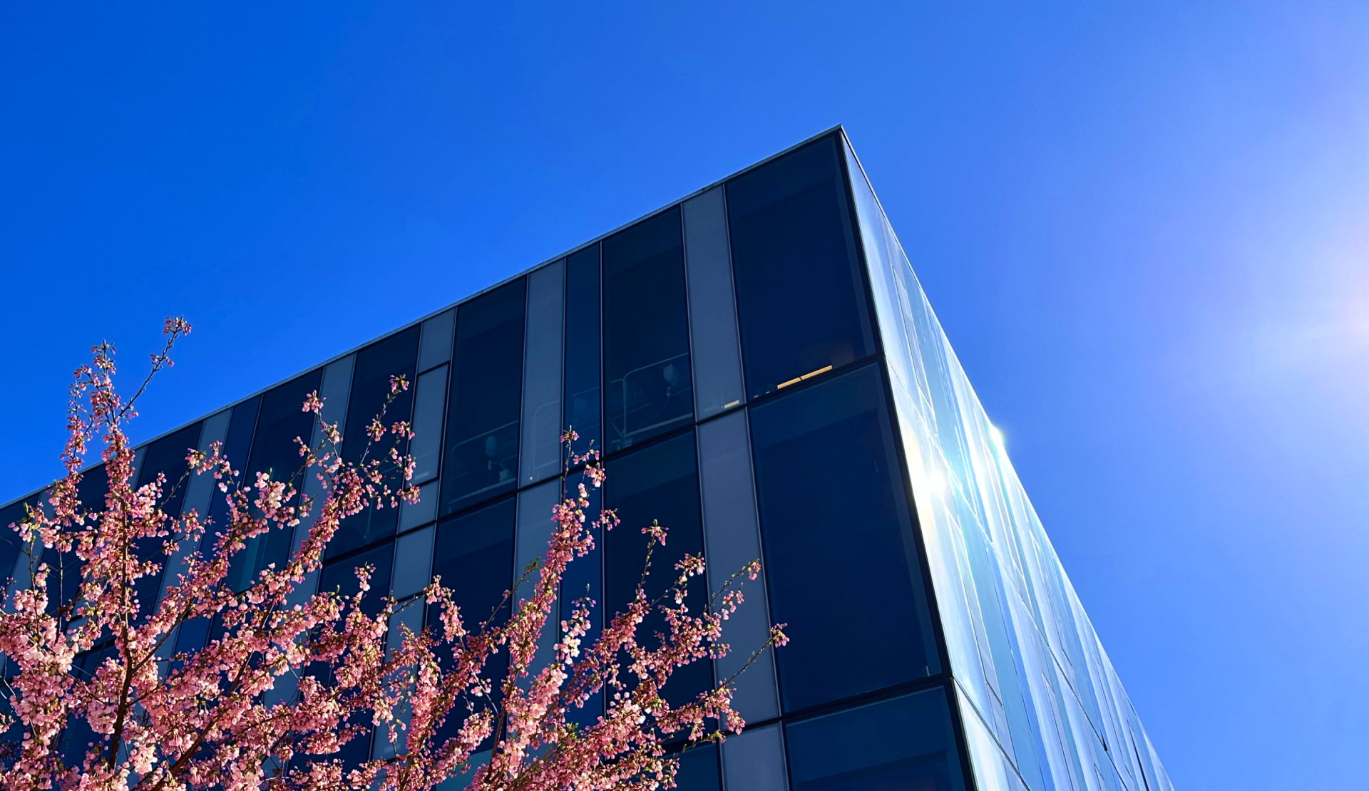 WIlson School of Design with CHerry BLossoms